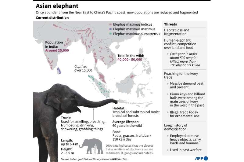 Asian elephant