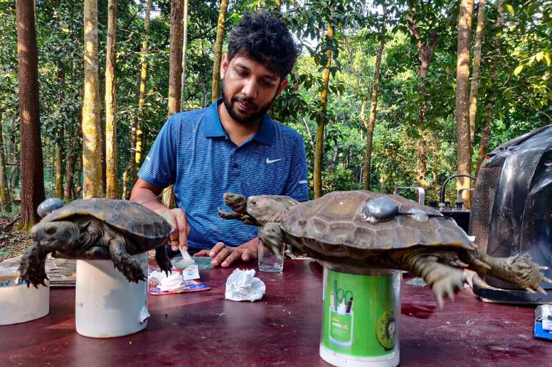 Asian Giant Tortoises had all but disappeared from the lush Chittagong hills