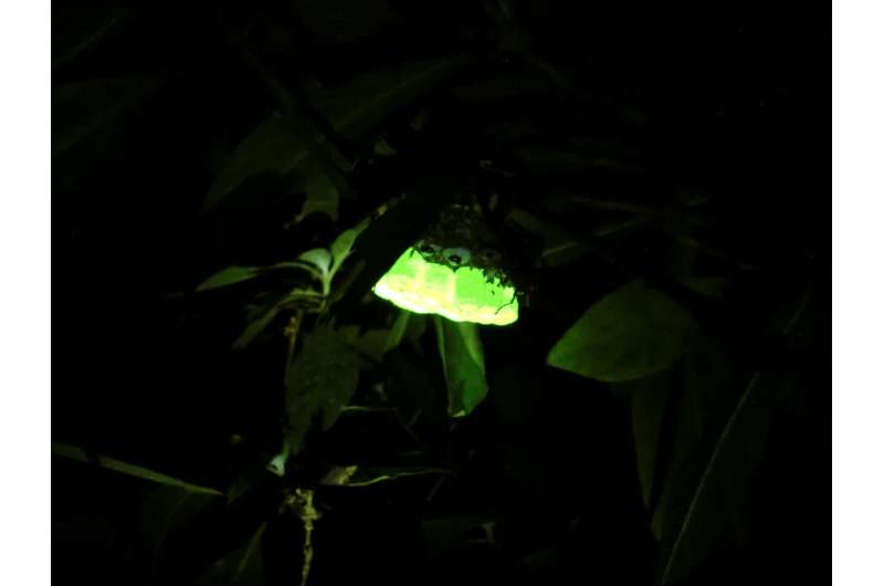 Asian paper wasp nests found to have bright green fluorescence