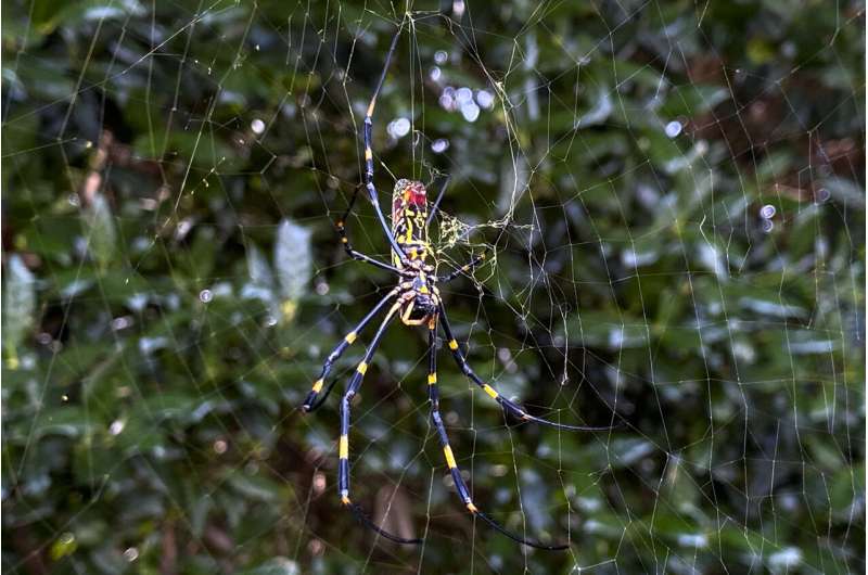 Asian spider takes hold in Georgia, sends humans scurrying