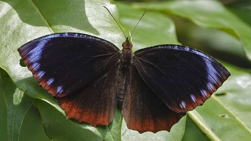 Asian butterfly populations show different mimicry patterns thanks to genetic 'switch'