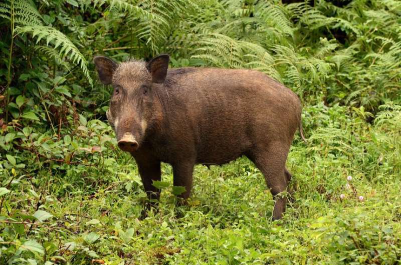 A silver swining: 'Destructive' pigs help build rainforests