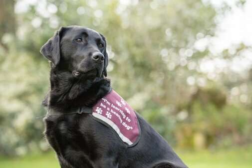 Assistance dogs significantly improve the lives of people living with hearing loss