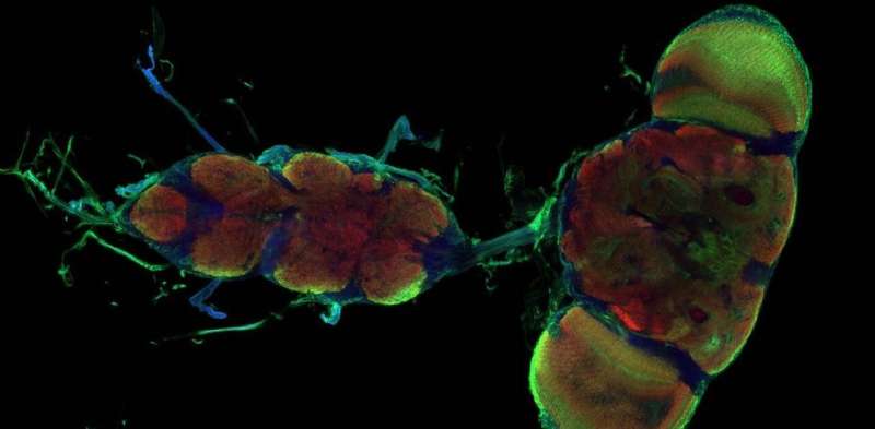 Astrocyte cells in the fruit fly brain are an on-off switch that controls when neurons can change and grow