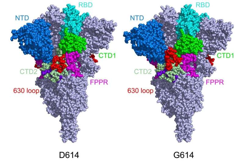Una proteina spike più robusta spiega la diffusione più rapida delle varianti di coronavirus