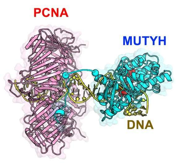 Atomic-level, 3-D structure of MUTYH protein opens small window into DNA repair mechanism