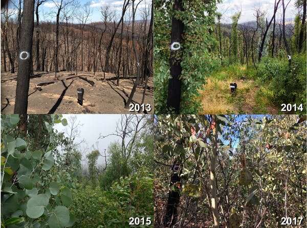 Australian forests will store less carbon as climate change worsens and severe fires become more common