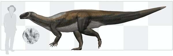 Australia's oldest dinosaur was a peaceful vegetarian, not a fierce predator
