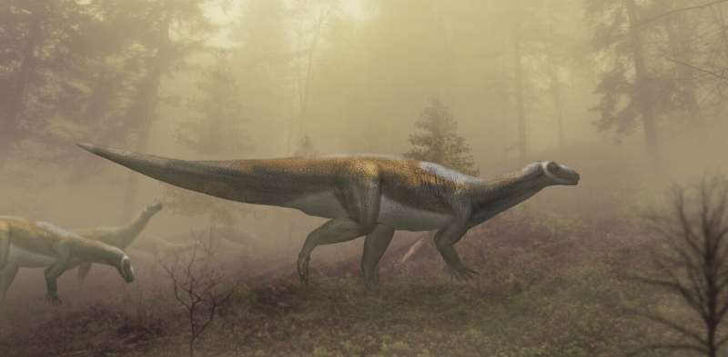 Australia's oldest dinosaur was a peaceful vegetarian, not a fierce predator