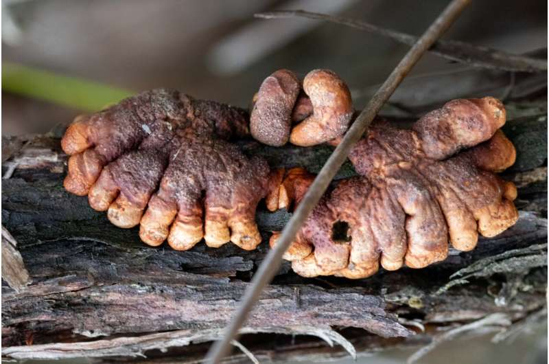Australia’s rarest fungus discovered clinging to life on French Island