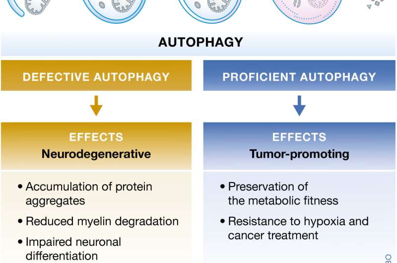 Autophagy in major human diseases