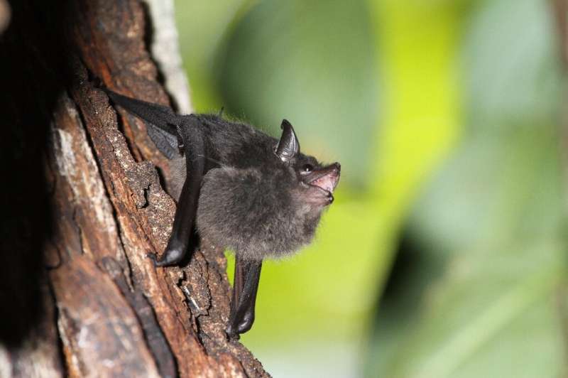 Baby greater sac-winged bats learn to control their vocal system by babbling, similar to human babies, scientists found