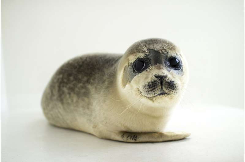 Baby seals can change their tone of voice