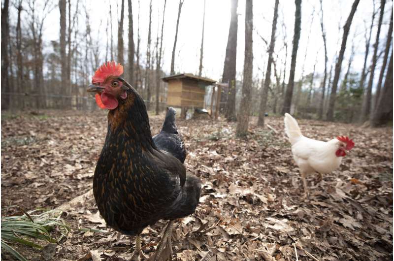 Backyard chickens risk pathogen spread