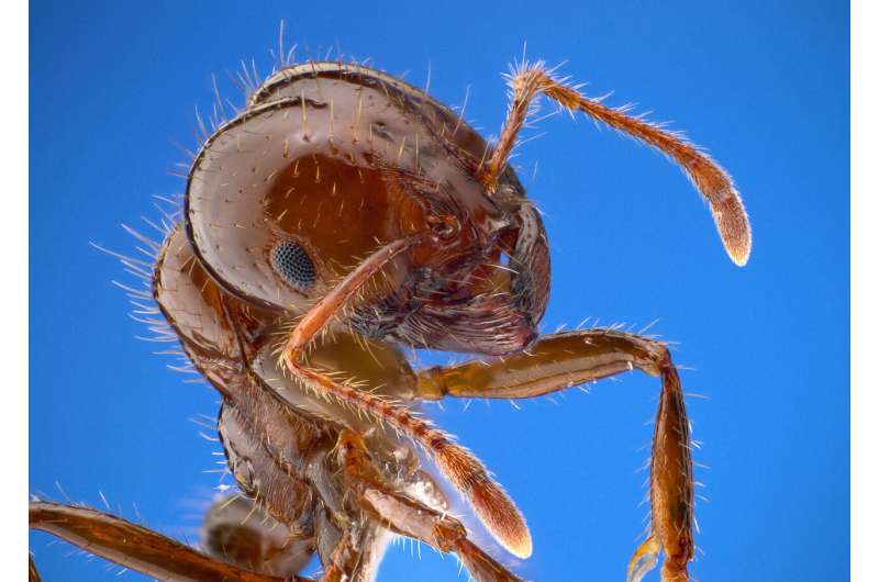 Bacteria from nematodes could be used to kill fire ants