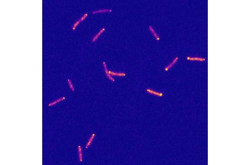 Bacteria navigate on surfaces using a ‘sense of touch’