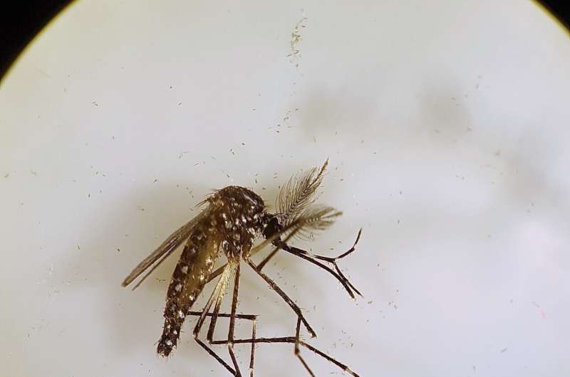 Bacteria successfully sterilises and eradicates the invasive, disease carrying Aedes aegypti mosquito