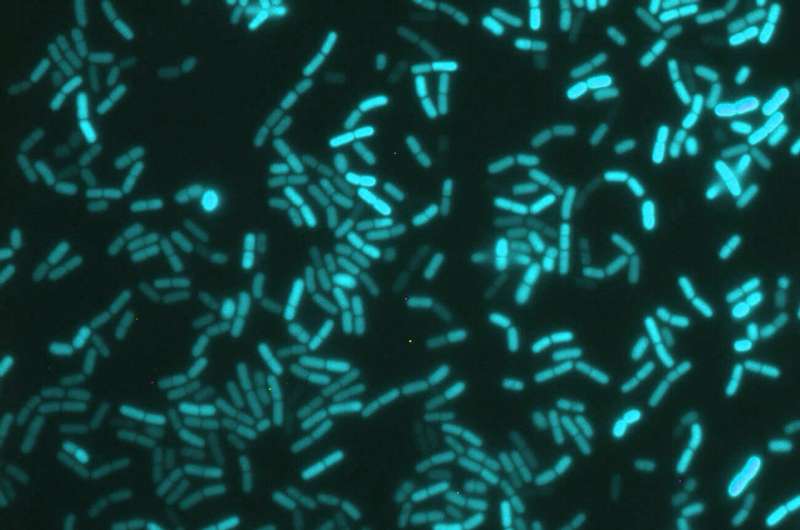 Bacteria can tell the time