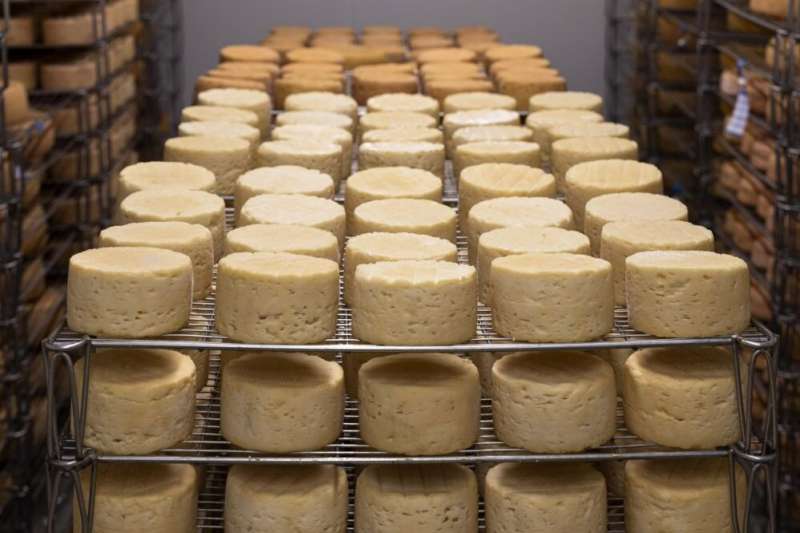 Bacterial battle: How protective cultures can protect us from food-borne pathogens in cheese