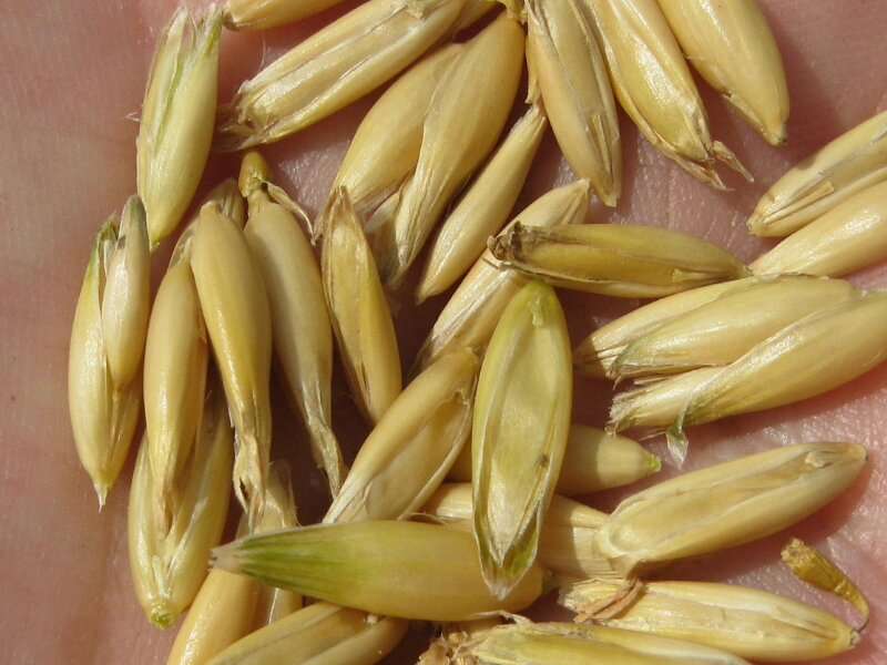 Balancing oat kernel size and fiber content
