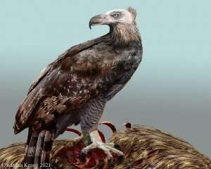 Bald Haast's eagle feasted on moa guts