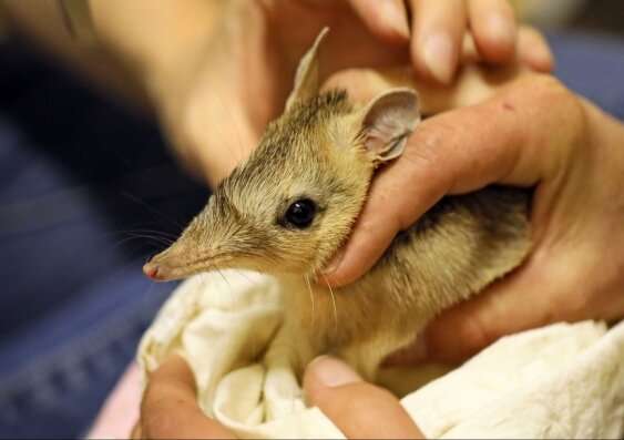 Bandicoots return to Sturt National Park after more than a century