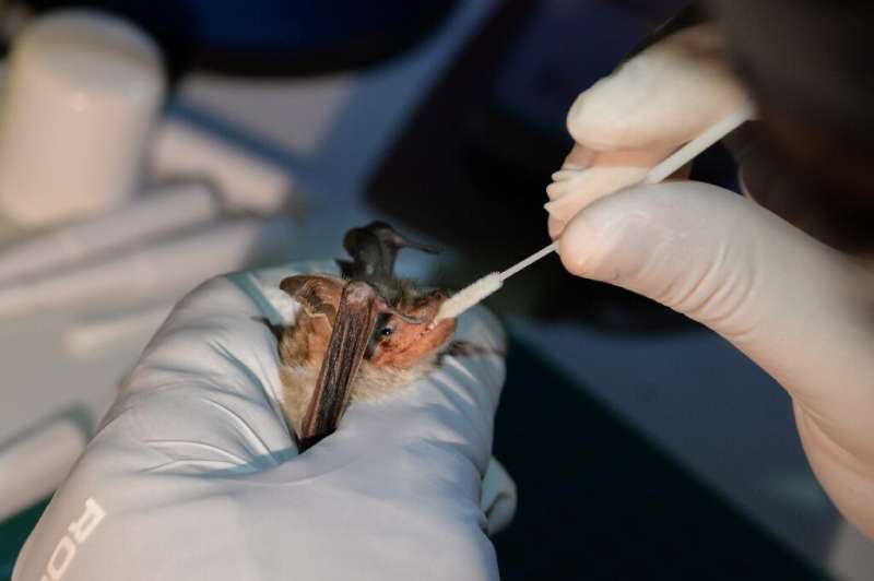Bat benefits: Fruit-eating species help disperse seeds from tree to tree, while some bats are indispensable pollinators