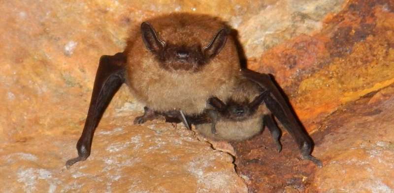 'Bat boxes' could help revive Canada's depleting bat population