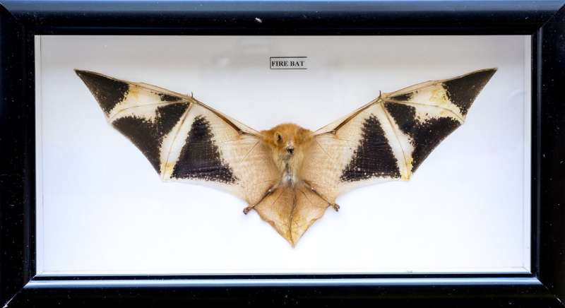 Bat souvenir trade and risks to public health