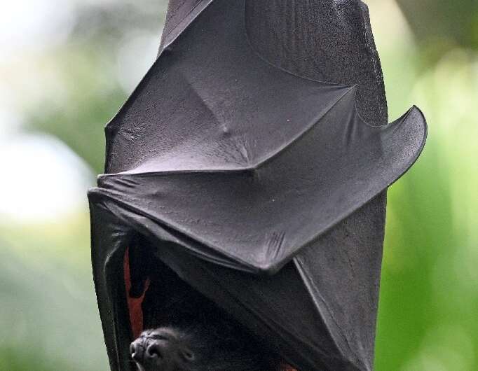 Bats are one of the world's most endangered animals, threatened by habitat loss and human persecution