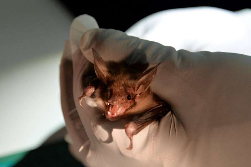 Bats not only live longer than other animals of their size, they also stay healthy longer