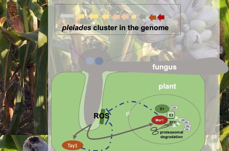 Battle of the Pleiades against plant immunity
