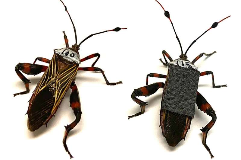 Battling bugs help solve mysteries of weapon evolution