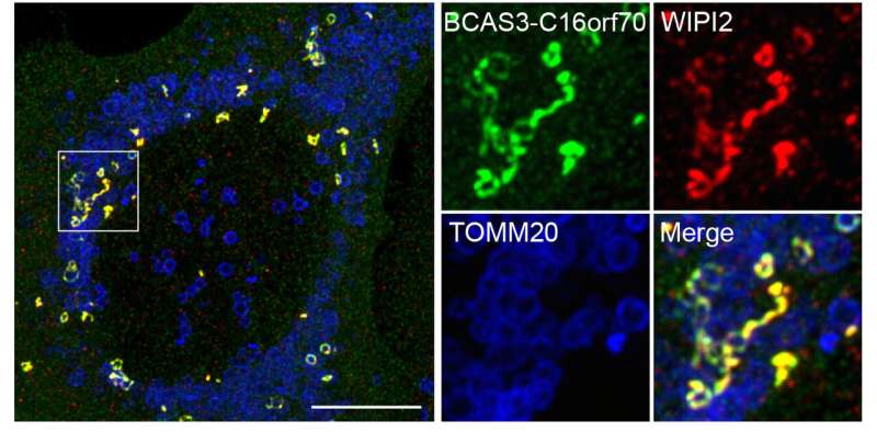 BCAS3-C16orf70 complex is a new actor on the mammalian autophagic machinery
