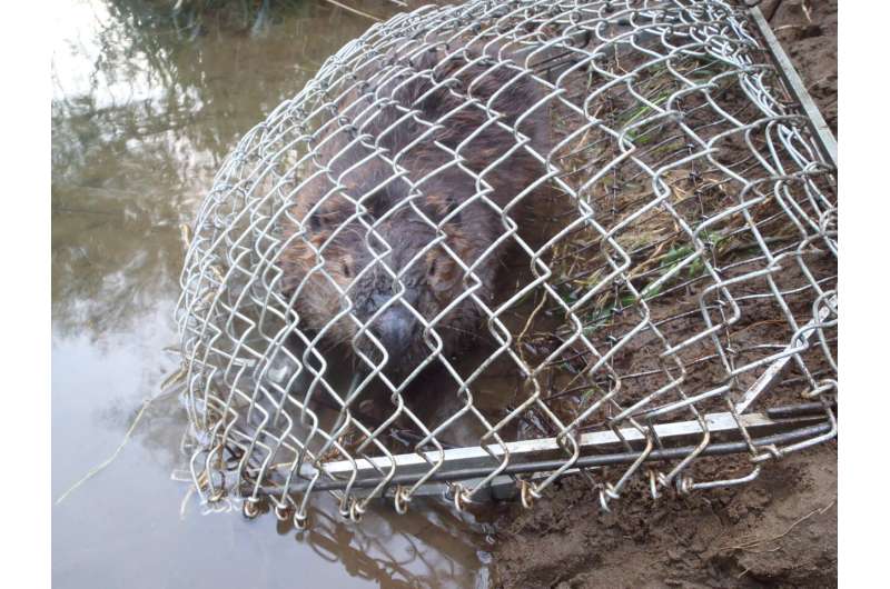 Beavers are well established and moving through the Oregon Coast Range, study finds