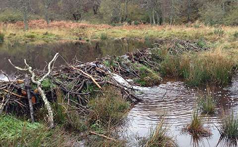 Beavers benefit fish by building dams in Scottish rivers