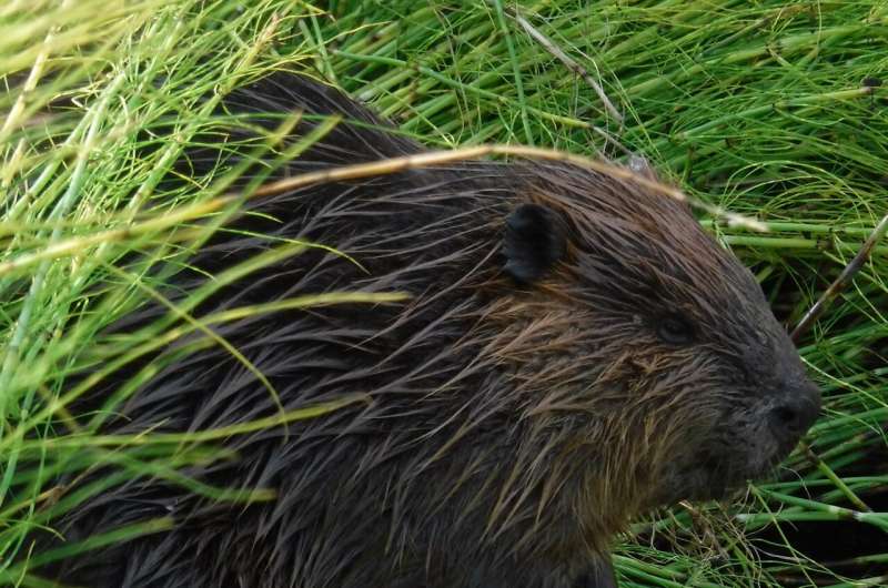 Beavers head north and impact Arctic landscape
