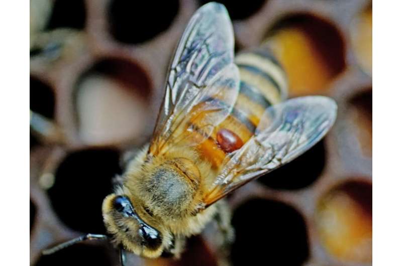 Bees, mites and viruses: assessing the risk to South African crop pollinators