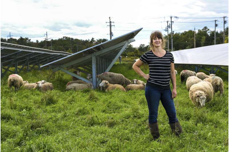Bees, sheep, crops: Solar developers tout multiple benefits