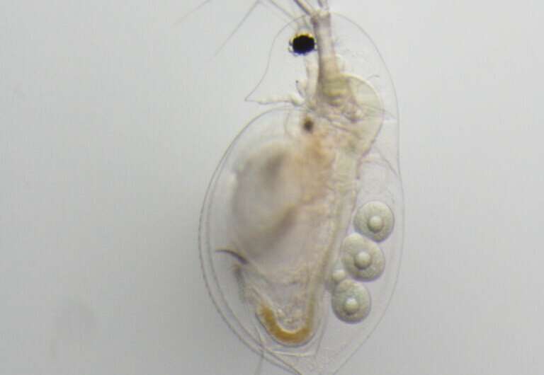 Behold the humble water flea, locked in a battle of mythological proportions