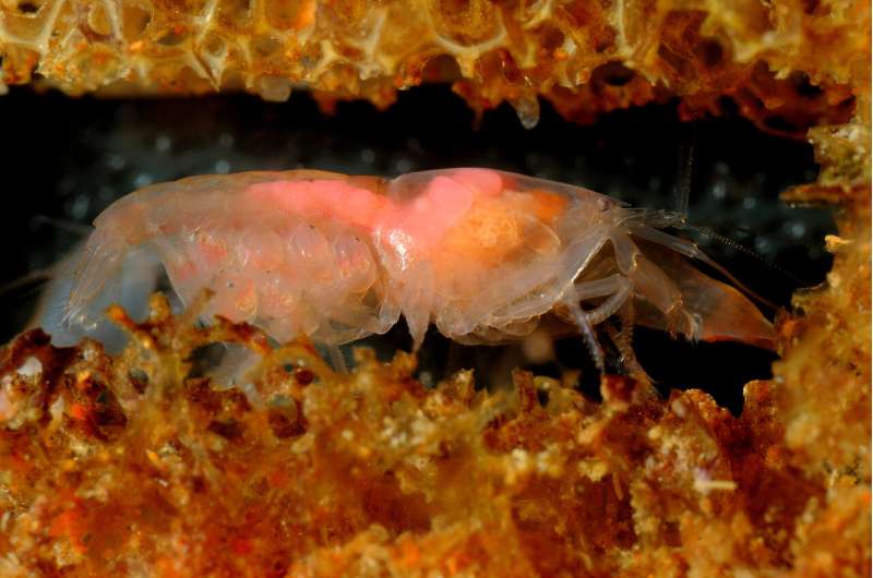 Being social generates larger genomes in snapping shrimp