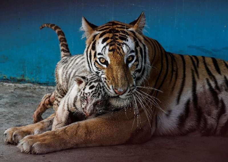 Bengal tiger Fiona gave birth to four cubs: Yanek, a white tiger, her sisters Melissa and Gaby, and a brother, Miguel