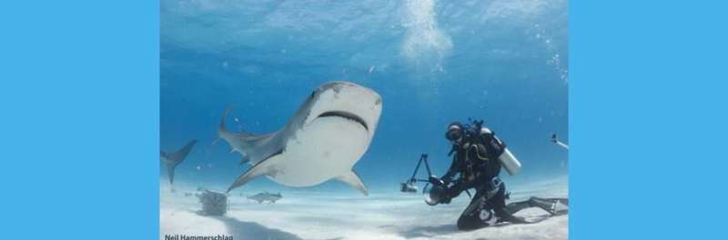 Better together? Social tiger sharks may hold the secret to impacts of dive tourism