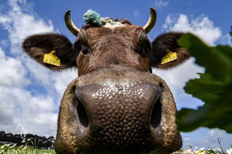Cuidado con los eructos: las vacas emiten grandes cantidades del potente gas de efecto invernadero metano al eructar