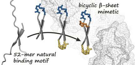 Bicyclic protein mimetics inhibit the oncogene β-catenin