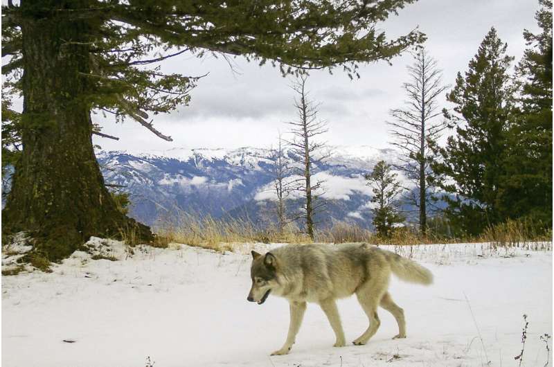 Biden backs end to wolf protections but hunting worries grow