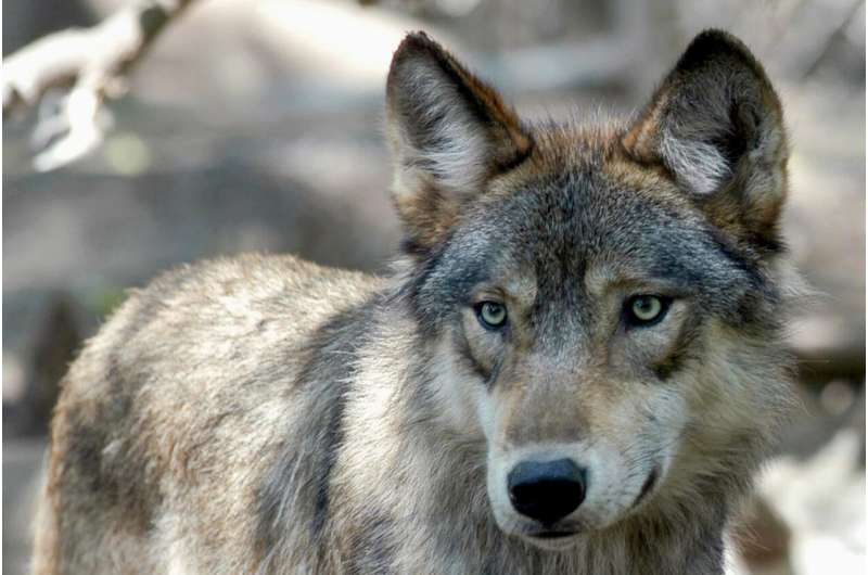 Biden backs end to wolf protections but hunting worries grow