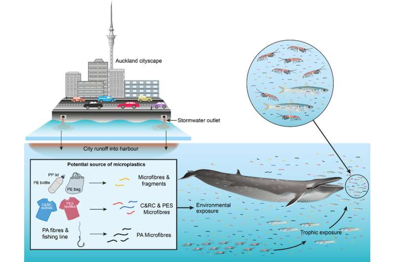 Big-city coastal whales consume millions of microplastics every day
