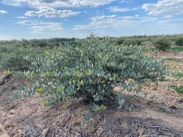 Big differences found in male and female jojoba plant sex genes