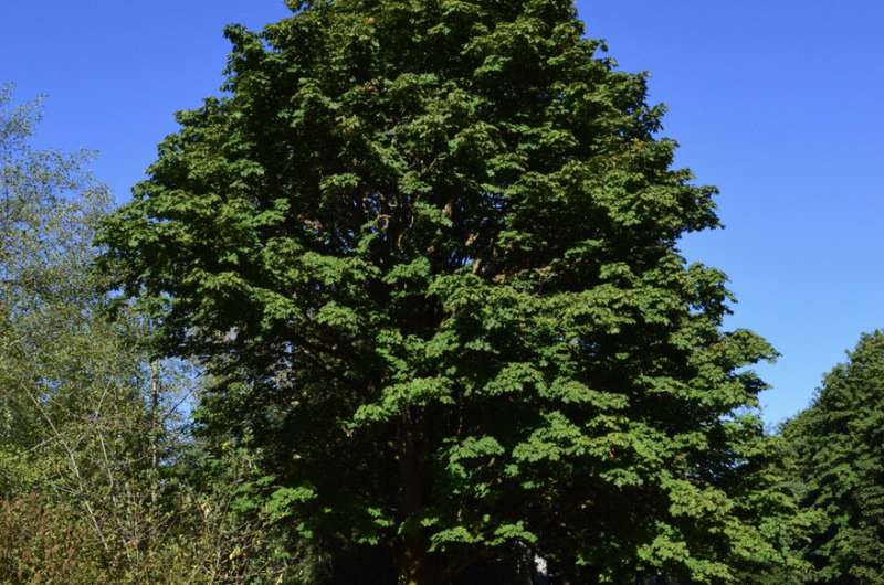 Bigleaf maple decline tied to hotter, drier summers in Washington state